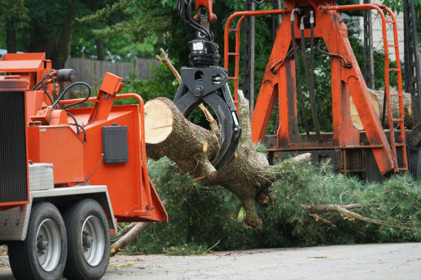 Best Leaf Removal  in Budd Lake, NJ